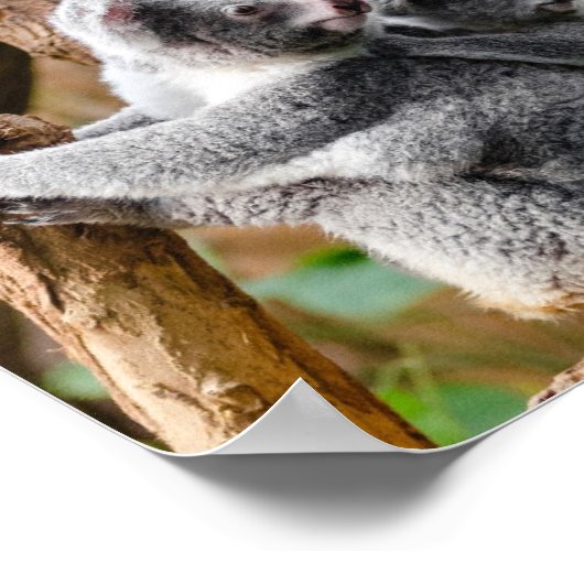 Pandas oder Koalas - Was sind niedlicher? Poster (Ecke)