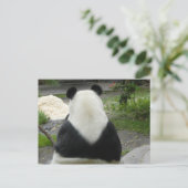 PandaSD002 Postkarte (Stehend Vorderseite)