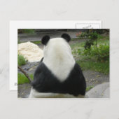 PandaSD002 Postkarte (Vorne/Hinten)