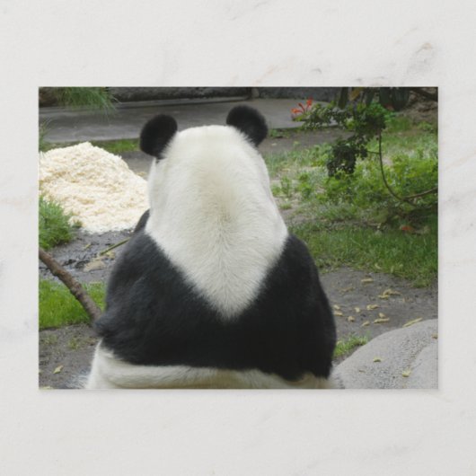 PandaSD002 Postkarte (Vorderseite)