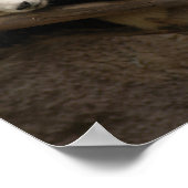 PandaSD003 Poster (Ecke)