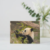 PandaSD008 Postkarte (Stehend Vorderseite)