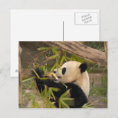 PandaSD008 Postkarte (Vorne/Hinten)
