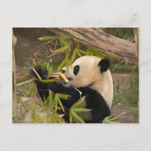 PandaSD008 Postkarte