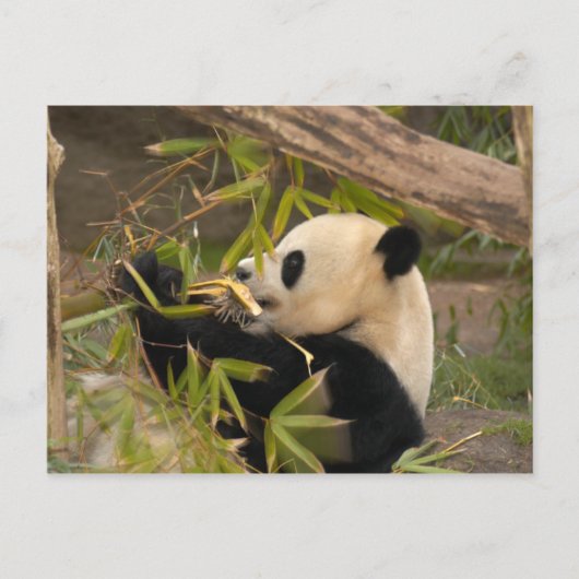 PandaSD008 Postkarte (Vorderseite)