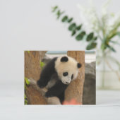 PandaSD009 Postkarte (Stehend Vorderseite)