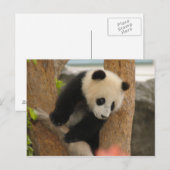 PandaSD009 Postkarte (Vorne/Hinten)