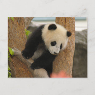 PandaSD009 Postkarte