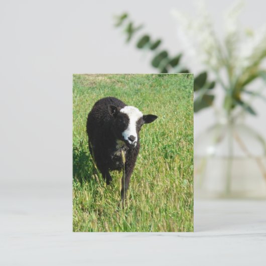 Pandi Postkarte (Stehend Vorderseite)