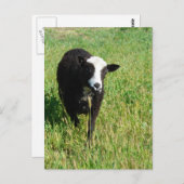 Pandi Postkarte (Vorne/Hinten)