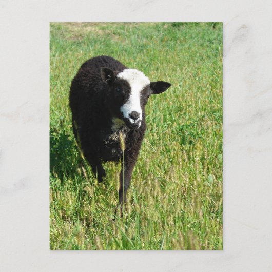 Pandi Postkarte (Vorderseite)