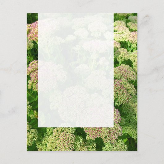 Panel 0108 - Sedum "Freude im Herbst" Flyer (Hinten)