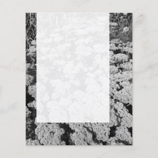 Panel 0109 - Sedum "Freude im Herbst" (B&W) Flyer