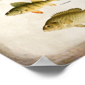 Panfish Fish Perle Bass und Walleye Wall Art Poster (Ecke)