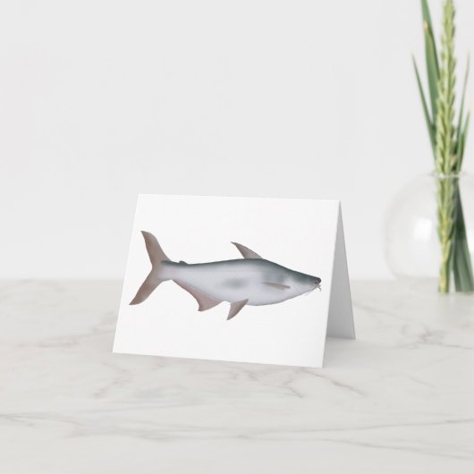 Pangas Catfish (Vorderseite)