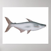 Pangas Catfish Poster (Vorne)