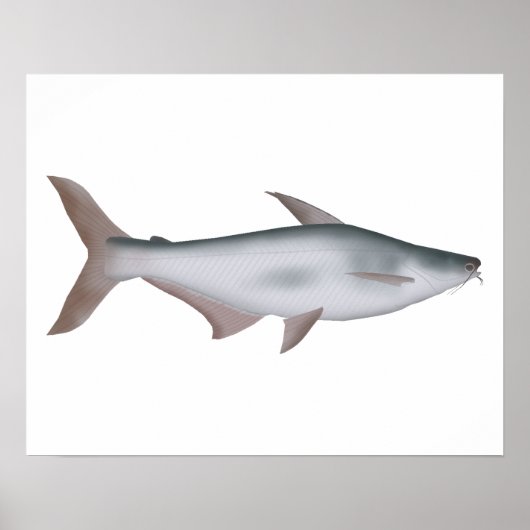 Pangas Catfish Poster (Vorne)