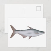 Pangas Catfish Postkarte (Vorne/Hinten)