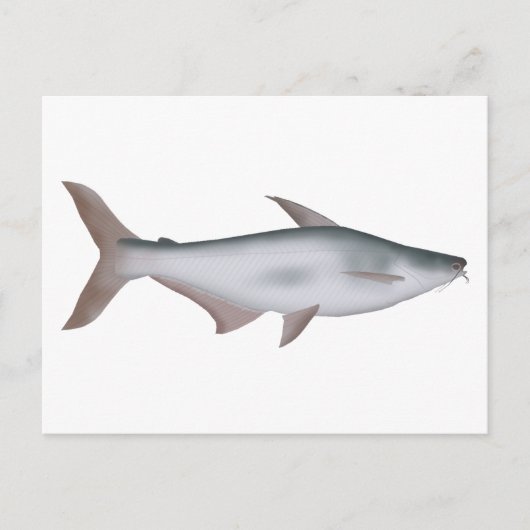 Pangas Catfish Postkarte (Vorderseite)