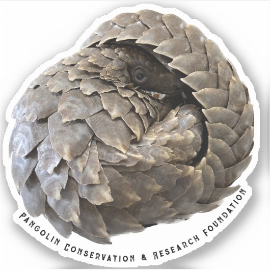 Pangolin-PCRF-Aufkleber Aufkleber (Vorderseite)