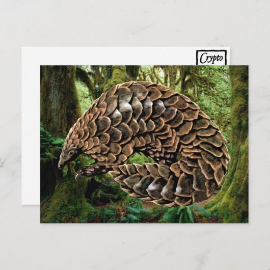 Pangolin Postkarten (Vorne/Hinten)