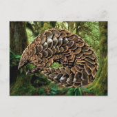 Pangolin Postkarten (Vorderseite)