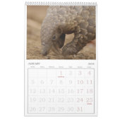 Pangolin Rescue Fund Calendar 2026 Kalender (Jan 2026)