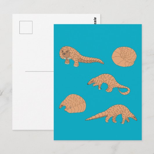 Pangolins Postkarte (Vorne/Hinten)