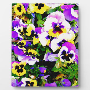 Panik-Blume Fotoplatte