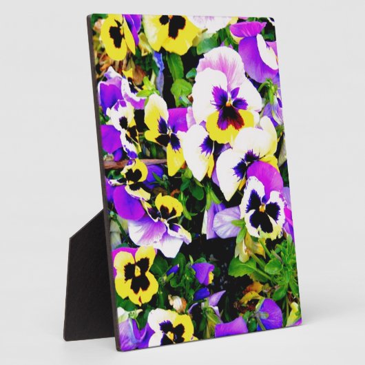 Panik-Blume Fotoplatte (Seite)