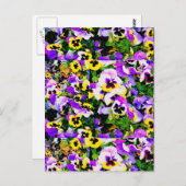 Panik-Blume Postkarte (Vorne/Hinten)