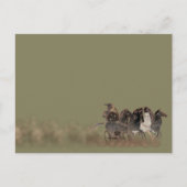 Panopy - Altgriechischer Streitwagen und Pferde Postkarte (Vorderseite)