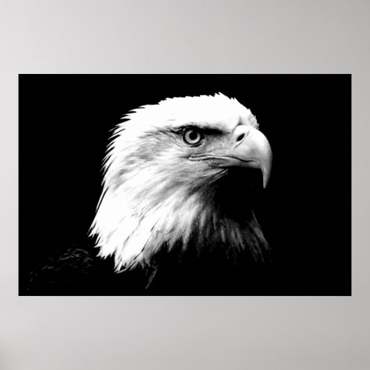 Panorama Bald Eagle American Eagle Poster Print (Vorne)