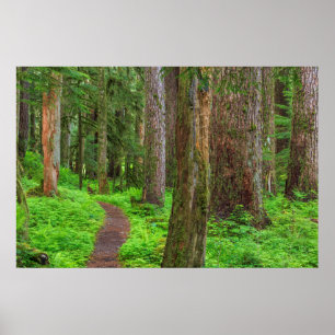 Panorama eines Urwaldes Poster