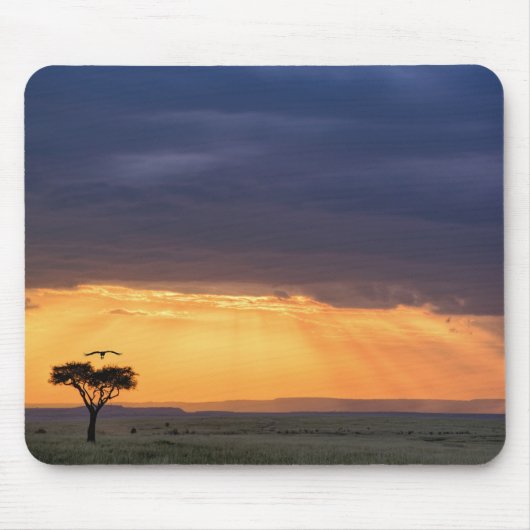 Panoramasicht auf den Vulture- und Akazienbaum Mousepad (Vorne)