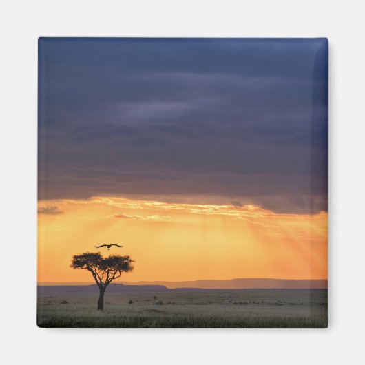 Panoramasicht auf Vulture und Akazienbaum Magnet (Vorne)