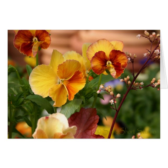 Pansy A-023 (Vorderseite (Horizontal))
