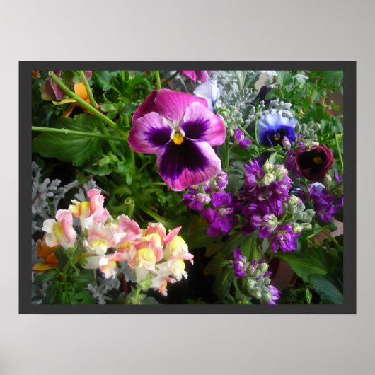 Pansy and Friends Poster (Vorne)