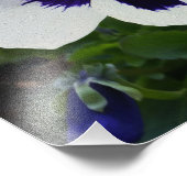 Pansy auf dem Bürgersteig Fotodruck (Ecke)
