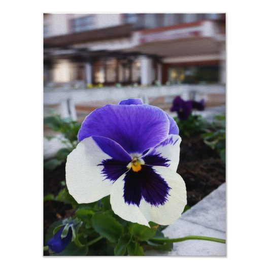 Pansy auf dem Bürgersteig Fotodruck (Vorne)