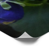 Pansy auf dem Bürgersteig Poster (Ecke)