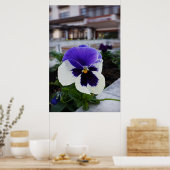 Pansy auf dem Bürgersteig Poster (Küche)