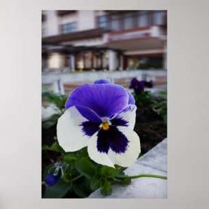 Pansy auf dem Bürgersteig Poster