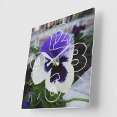 Pansy auf dem Gehsteig Quadratische Wanduhr (Winkel)