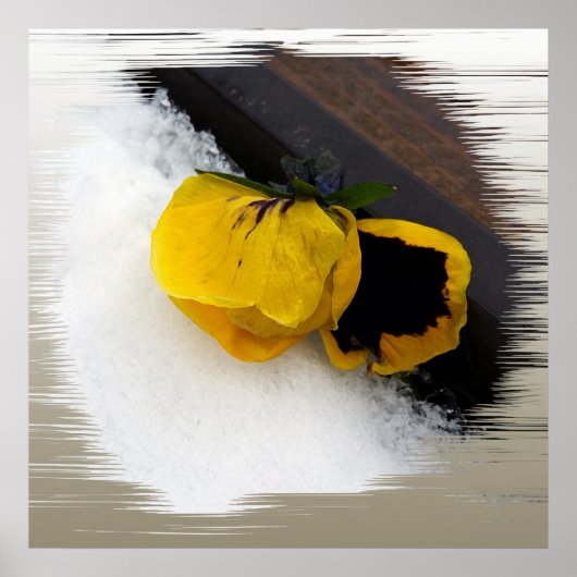 Pansy auf Schnee Poster (Vorne)