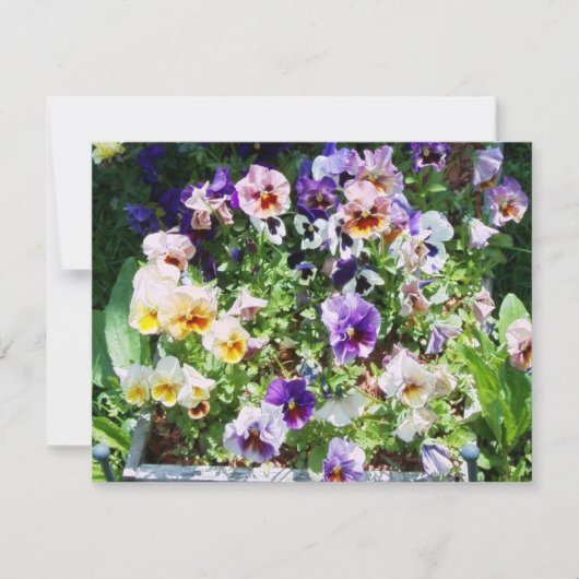Pansy B Karte (Vorderseite)