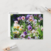 Pansy B Karte (Vorderseite/Rückseite Beispiel)
