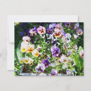 Pansy B Karte