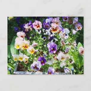 Pansy B Postkarte