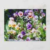 Pansy B Postkarte (Vorderseite)